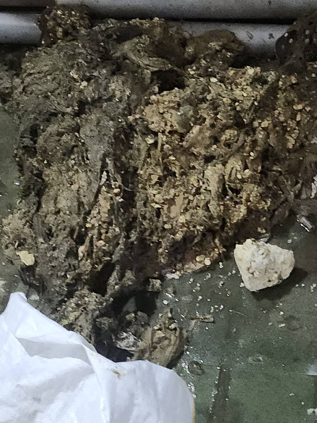 1150403桃園市龜山區銘傳菁英社區|化糞池抽取水肥案例-抽取出來的水肥