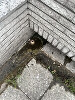 1141208服務紀錄：【北歐客廳社區】頂樓排水系統專案現勘—確保雨季無憂的關鍵防線
